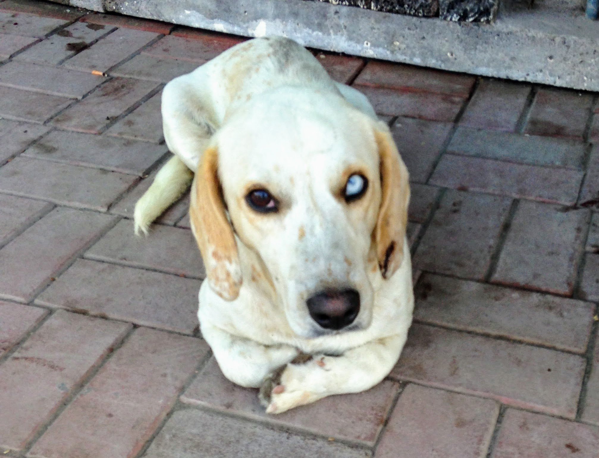 Street dog with blue eye for South American Travel