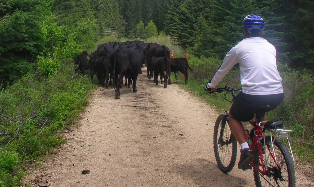 Trin behind a herd of cows on the Michelson Trail in South Dakota