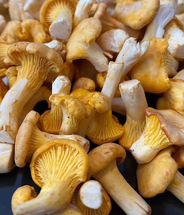 Fresh picked Chanterelle (kantarell)