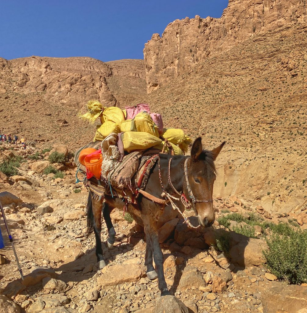 Donkey loaded with Berber goods