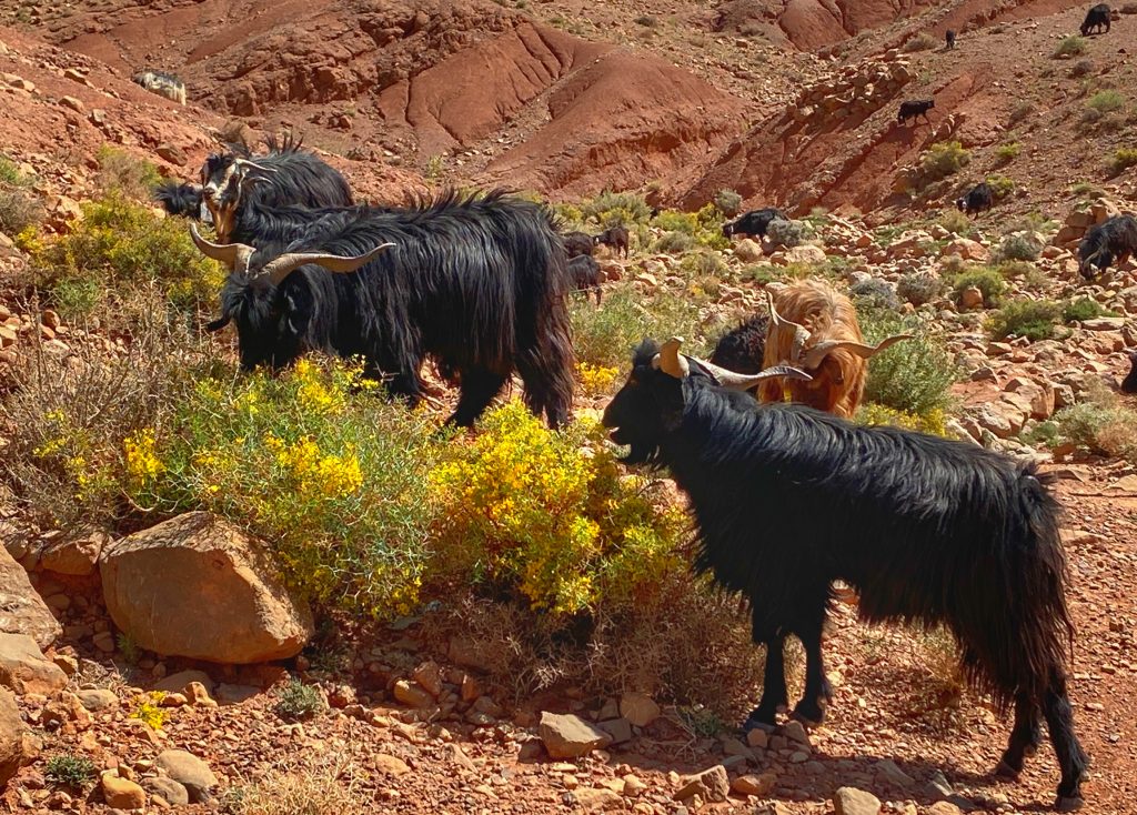 Long-haired goats eating shrubs with yellow flowers in Dades Gorge.